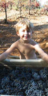 David Minor, Pete's grandson, holding a box of grapes